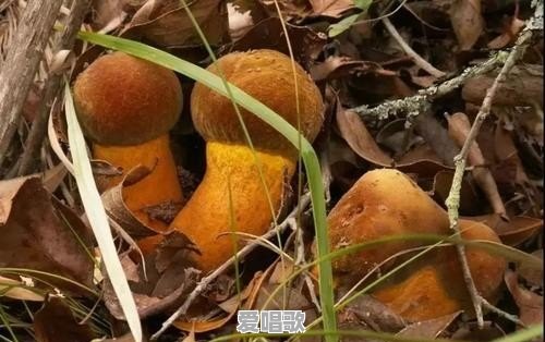 西游记龟丞相扮演者 - 爱唱歌