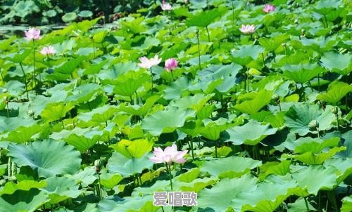 伴你成长唱歌技巧分析怎么写 伴你成长唱歌技巧分析怎么写 - 爱唱歌