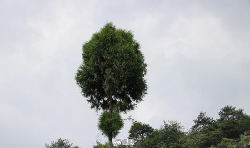 我们国家的歌曲名字叫什么 我们国家的歌曲名字叫什么 - 爱唱歌