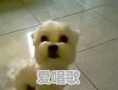 你有哪些特别冷的冷笑话 你有哪些特别冷的冷笑话 - 爱唱歌