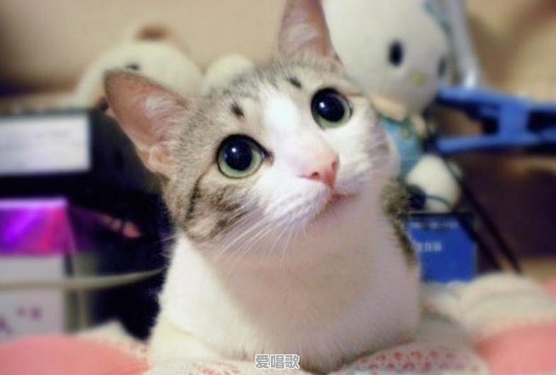 各位朋友,有哪种带中文字幕的英语启蒙动画片吗 各位朋友,有哪种带中文字幕的英语启蒙动画片吗 - 爱唱歌