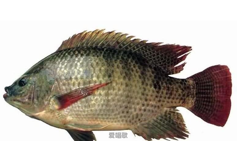 罗非鱼寓意是什么意思 罗非鱼寓意是什么意思 - 爱唱歌