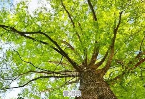 你有过一段不可告人的往事吗 - 爱唱歌
