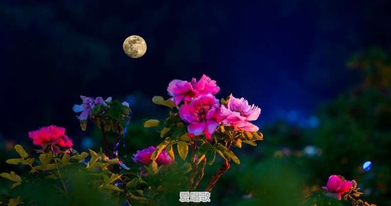 粤语歌曲芦花是什么歌 - 爱唱歌