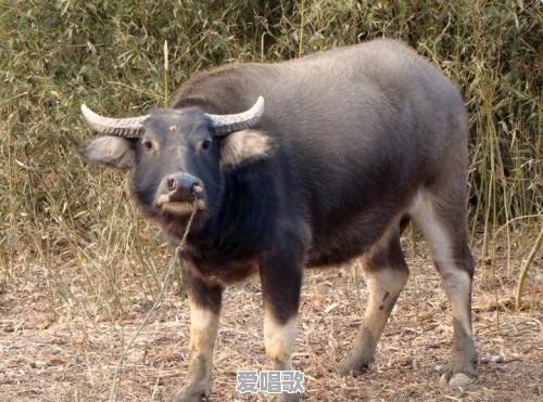 你听过最沙雕的歌是哪个 你听过最沙雕的歌是哪个 - 爱唱歌