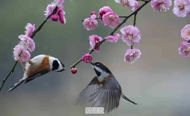 池上 粤语 池上 粤语 - 爱唱歌