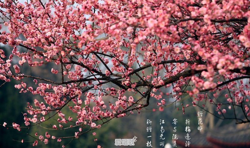 有没有桑吉平措的流行歌曲啊 有没有桑吉平措的流行歌曲啊 - 爱唱歌