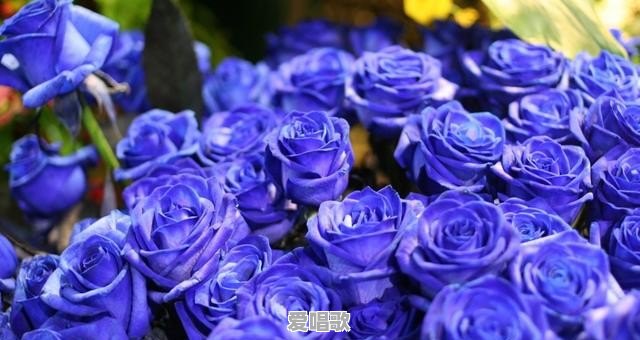 请问有没有蓝色妖姬这种玫瑰?有的花店里的是不是染的颜色呢 请问有没有蓝色妖姬这种玫瑰?有的花店里的是不是染的颜色呢 - 爱唱歌