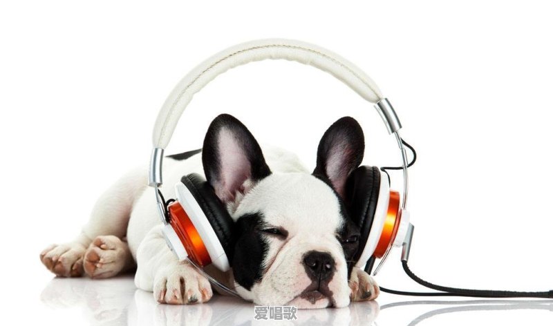 有没有适合狗狗视频的背景音乐可以推荐 - 爱唱歌