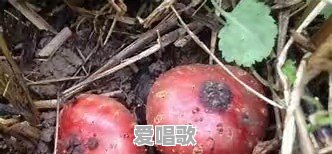 是不是那种小小的红红的地瓜只有四川才有呢 是不是那种小小的红红的地瓜只有四川才有呢 - 爱唱歌