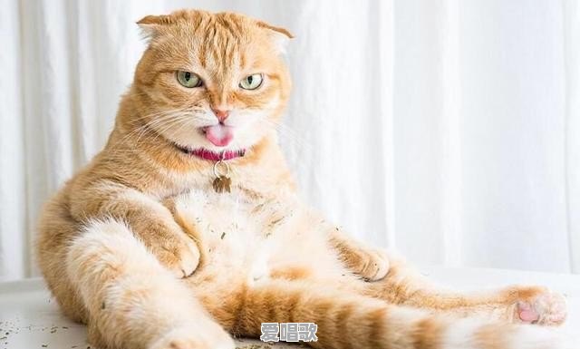猫咪不喜欢待在毛毯上,怎么样才能让它喜欢毛毯 猫咪不喜欢待在毛毯上,怎么样才能让它喜欢毛毯 - 爱唱歌