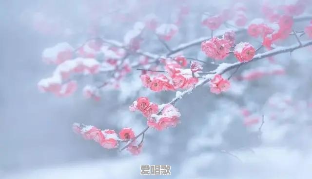 《今夏》，《叹云兮》，《手心泪》，《星月神话》，《落花成泥》，你们喜欢听哪一首 - 爱唱歌