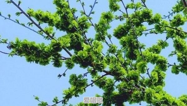 儿时的记忆,乡村袅袅炊烟,四季平安,风调雨顺,还记得吗 儿时的记忆,乡村袅袅炊烟,四季平安,风调雨顺,还记得吗 - 爱唱歌