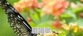 米兰花歌曲粤语歌曲大全 米兰花歌曲粤语歌曲大全 - 爱唱歌