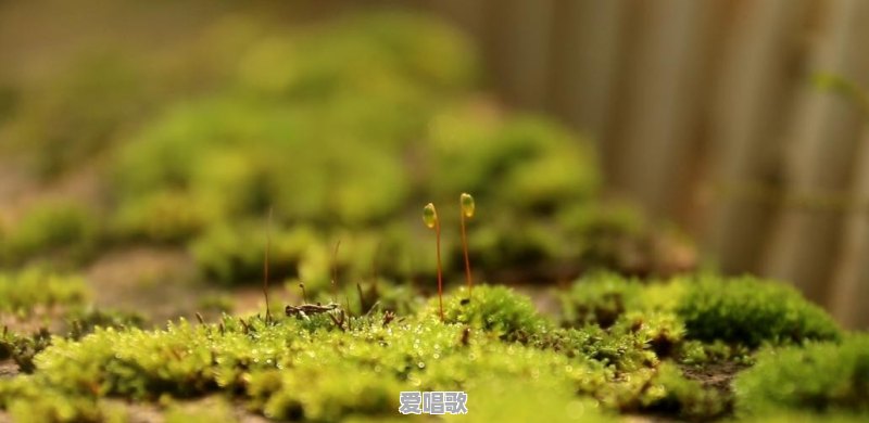 朝阳楼网红歌手是谁 朝阳楼网红歌手是谁 - 爱唱歌