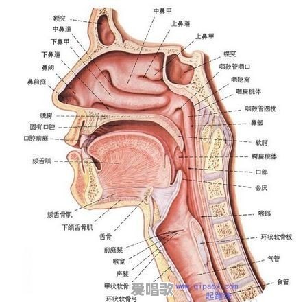 改变说话嗓音的具体练习方法是什么 改变说话嗓音的具体练习方法是什么 - 爱唱歌