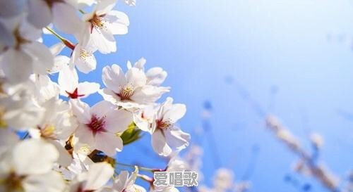 春天来了菊花开了是哪首歌 春天来了菊花开了是哪首歌 - 爱唱歌