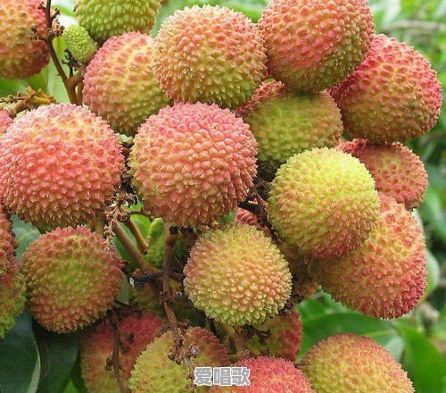 长安回望绣成堆,山顶千门次第开,一骑红尘妃子笑,无人知是荔枝来怎么解释 - 爱唱歌
