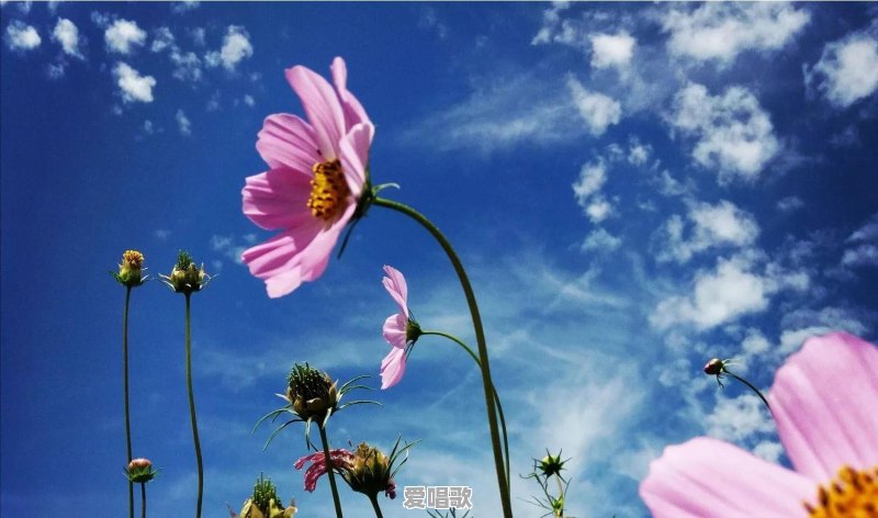 缥缃醉歌词内容精解 缥缃醉歌词内容精解 - 爱唱歌