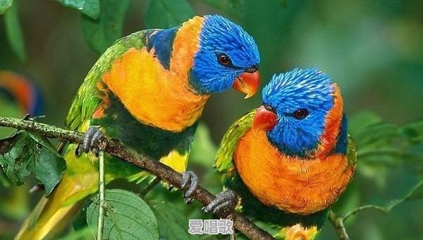 鹦鹉唱歌赚钱方法技巧视频 鹦鹉唱歌赚钱方法技巧视频 - 爱唱歌