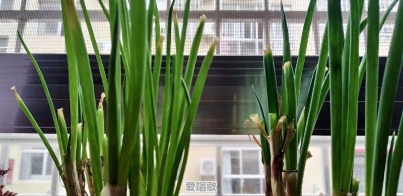 你最喜欢农民种植的哪种菜 你最喜欢农民种植的哪种菜 - 爱唱歌