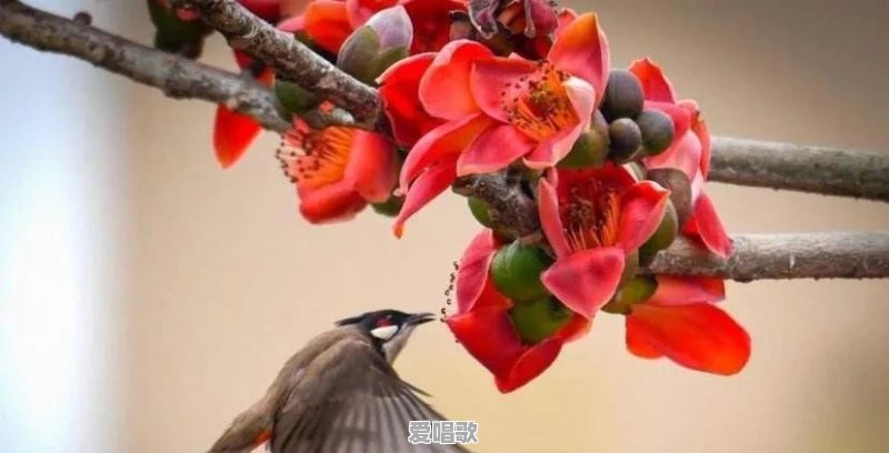 想学专业流行音乐怎么学 想学专业流行音乐怎么学 - 爱唱歌