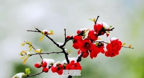 “我努力向前飞，再累也不后退”这是谁的哪首歌里的歌词 - 爱唱歌