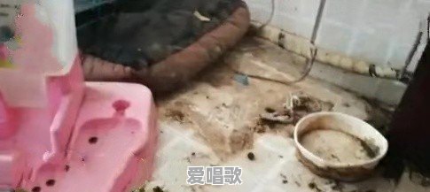 百万粉丝女网红租房到期失联,留下满屋垃圾和狗屎,给保洁500不愿打扫?你怎么看 百万粉丝女网红租房到期失联,留下满屋垃圾和狗屎,给保洁500不愿打扫?你怎么看 - 爱唱歌