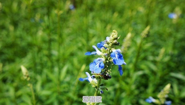 哪篇词可以孤篇压全宋 哪篇词可以孤篇压全宋 - 爱唱歌