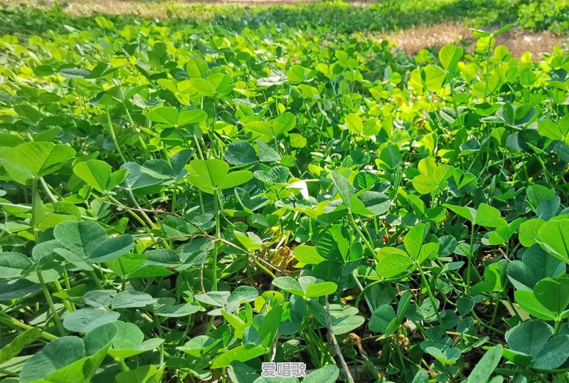 我遇到了一个很喜欢的人，这种感觉让我倍受煎熬，放下，又放不下，继续，又举步维艰，该怎么办，放弃吗 - 爱唱歌