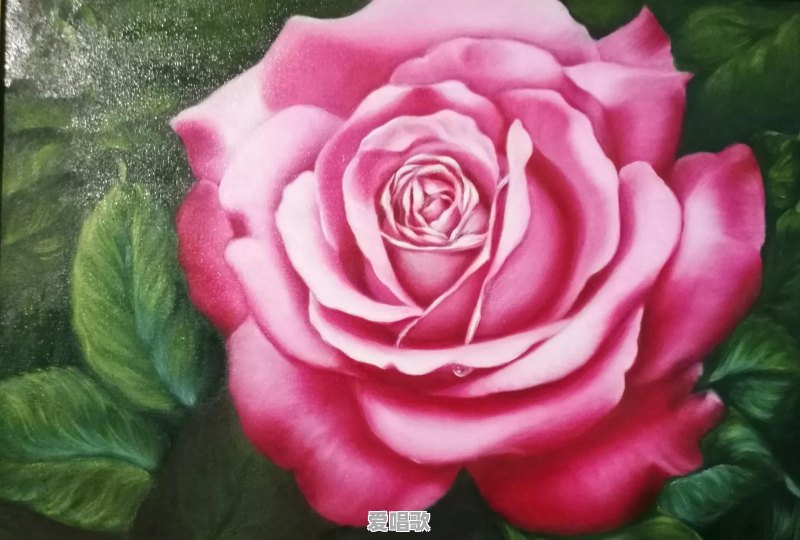爱盛开主题曲蔷薇花 爱盛开主题曲蔷薇花 - 爱唱歌