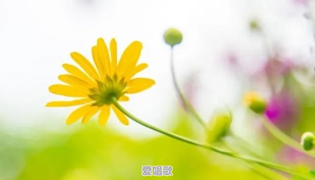 心碎粤语歌曲宝藏歌词 心碎粤语歌曲宝藏歌词 - 爱唱歌