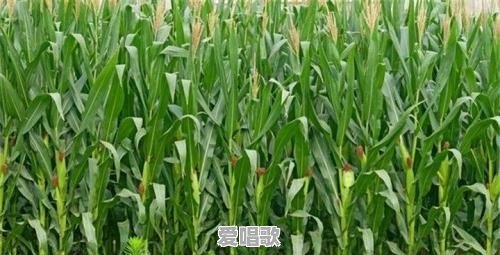 818经典粤语歌曲大全 818经典粤语歌曲大全 - 爱唱歌