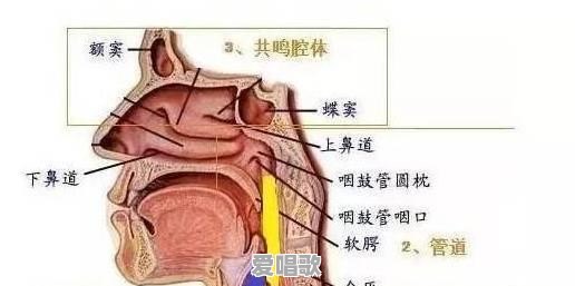 没学过音乐的人,怎么才能唱好高音 没学过音乐的人,怎么才能唱好高音 - 爱唱歌