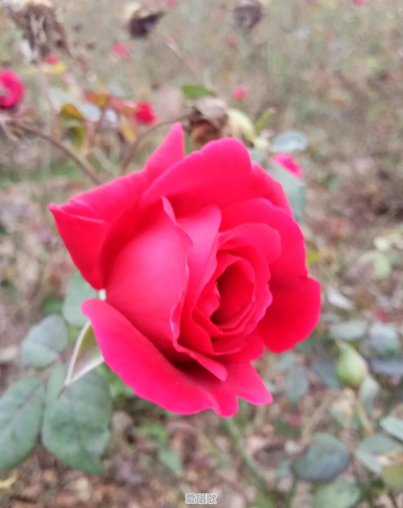 《九九女儿红》这首歌听完很感慨,你感觉怎么样?有和这首歌对应的男孩子的歌曲吗 《九九女儿红》这首歌听完很感慨,你感觉怎么样?有和这首歌对应的男孩子的歌曲吗 - 爱唱歌