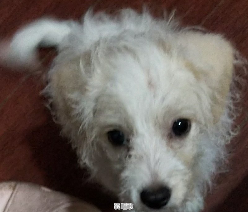 杰克船长舔石头是第几部 杰克船长舔石头是第几部 - 爱唱歌