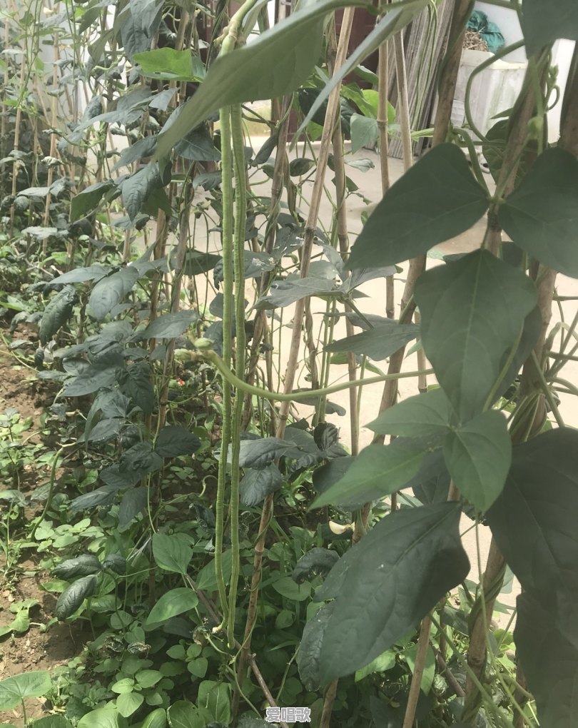 拍摄唱歌横版视频技巧教程 - 爱唱歌