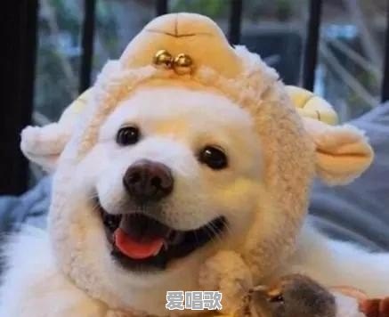 你是影流也是劫上一句 - 爱唱歌