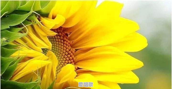悠拳英雄主题曲 悠拳英雄主题曲 - 爱唱歌