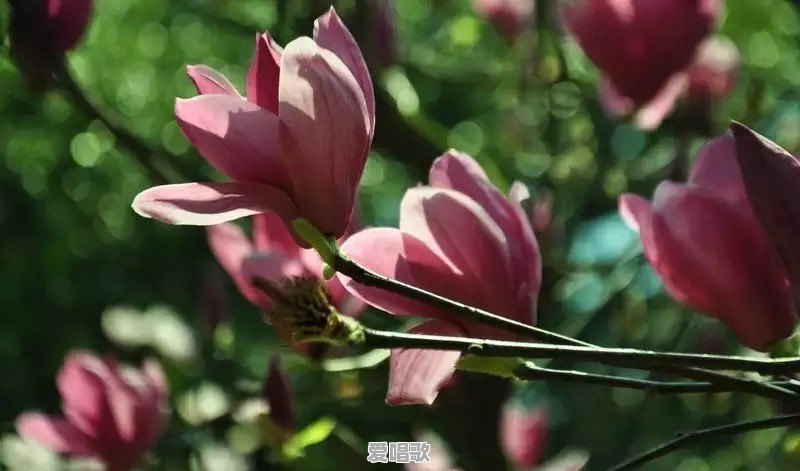 诗词改编粤语歌曲有哪些 诗词改编粤语歌曲有哪些 - 爱唱歌