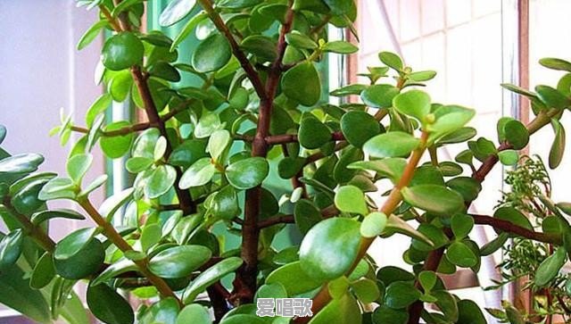 金枝玉叶开花吗?如何培育才能开花 金枝玉叶开花吗?如何培育才能开花 - 爱唱歌