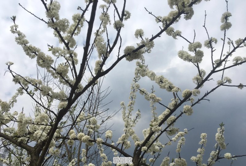 马上去四川租个农村的房子定居,拜托拜托给个建议!哪里合适 马上去四川租个农村的房子定居,拜托拜托给个建议!哪里合适 - 爱唱歌