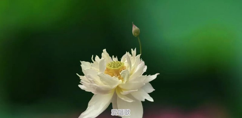 小虾流行歌曲 小虾流行歌曲 - 爱唱歌