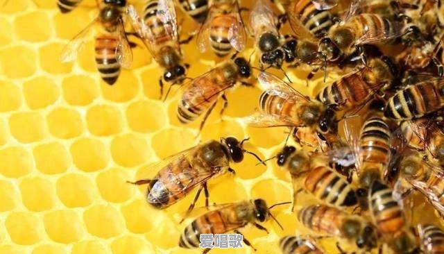 过箱蜜蜂几天会逃跑回原位吗 - 爱唱歌