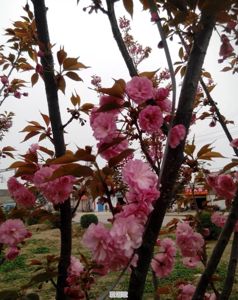刘备第三次请诸葛亮是在什么季节 刘备第三次请诸葛亮是在什么季节 - 爱唱歌