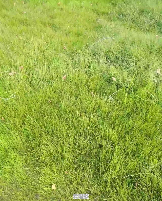 男生说dj是什么意思 男生说dj是什么意思 - 爱唱歌