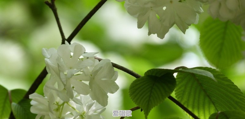乐坛现在变成网红的天下了吗?为什么 乐坛现在变成网红的天下了吗?为什么 - 爱唱歌