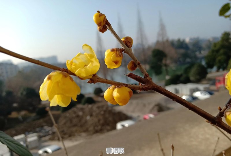 花好月圆夜是那部电影的主题曲 花好月圆夜是那部电影的主题曲 - 爱唱歌