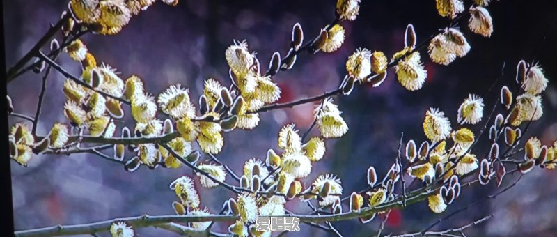 哪一桩悬案让你印象深刻 哪一桩悬案让你印象深刻 - 爱唱歌