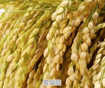 水稻现在什么行情 水稻现在什么行情 - 爱唱歌